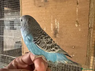 Budgerigars birds Baby budgies for sale £40 each collection mk404nn - Advert 4