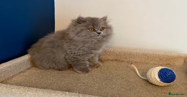 British Longhair cats - Advert 2