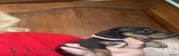 Miniature Dachshund dogs for sale: Miniature dachshund puppies - beautiful  - Advert 7