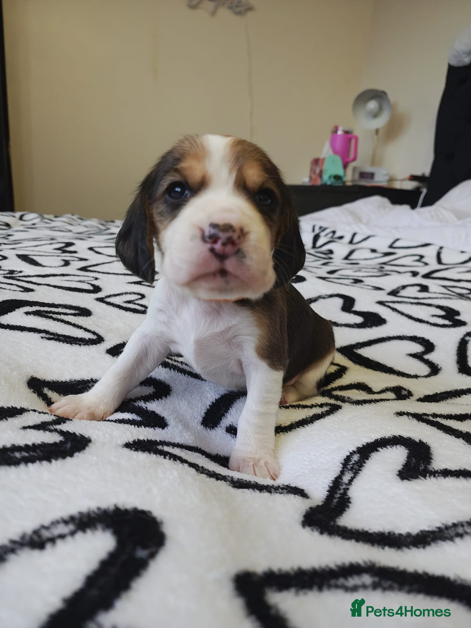 Beagle dogs 11 Beagle puppies - Advert 6