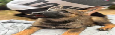 German Shepherd 6