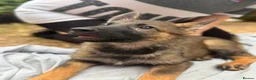 German Shepherd dogs for sale: Stunning Pure breed working line German shepherd  - Advert 3