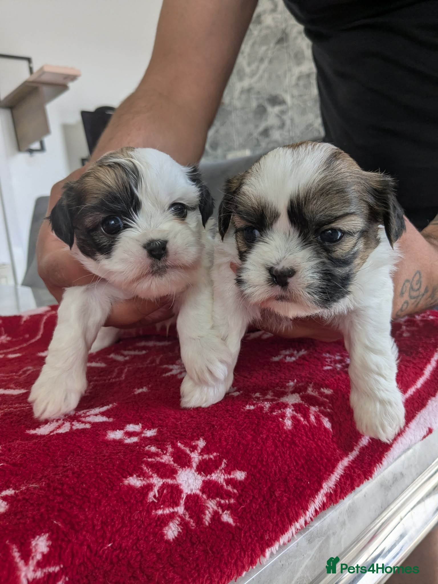 Shih Tzu dogs Shih tzu puppies  - Advert 5