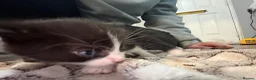 Mixed Breed cats for sale: Two kittens for sale  - Advert 8