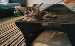 Mixed Breed cats for sale: 5 Beautiful Tabby Kittens - Image 9