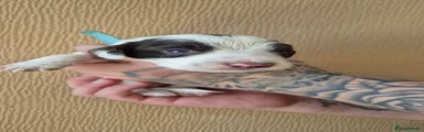 Sprocker 3