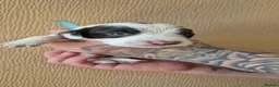 Sprocker dogs for sale: Sprockerspaniel pups for sale  - Advert 3