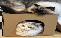 Ragdoll cats for sale: Ragdoll cat - Image 4