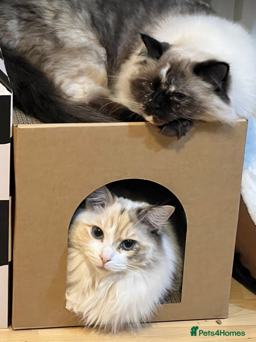 Ragdoll cats for sale: Ragdoll cat - Image 4