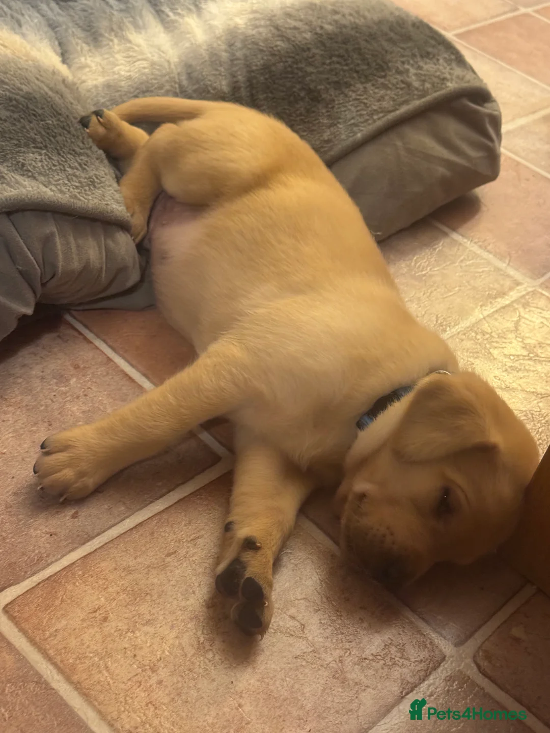 Labrador Retriever dogs for sale: Beautiful fox red male pups - Advert 3