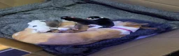 Chihuahua dogs for sale:  mixed colour pearhead and Deerhead chihuahua  - Advert 7