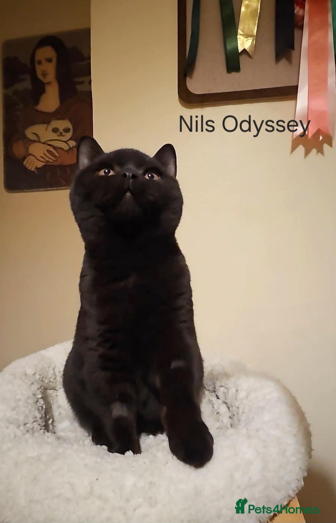 British Shorthair cats for sale: Finest Pedigree BSH Kittens  - Advert 19