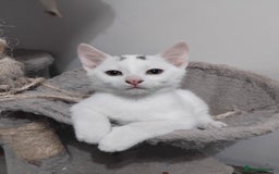 Mixed Breed cats for sale: 3 male microchipped kittens left  - Image 13