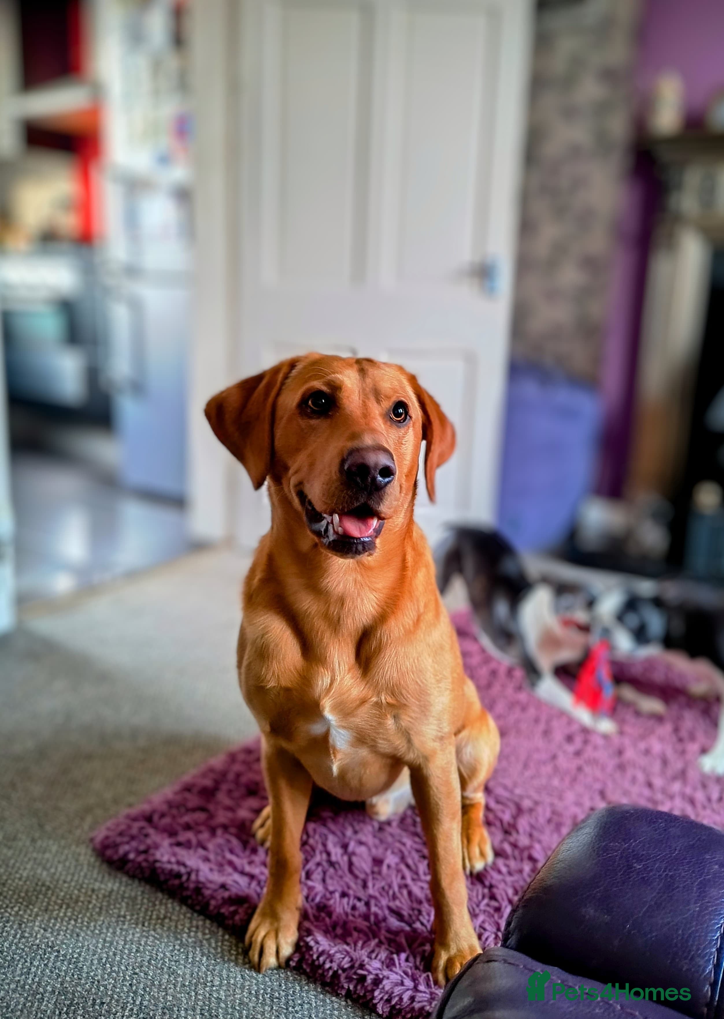Labrador Retriever dogs  KC Registered Fox Red Labrador Retriever for stud in Doncaster - Advert 15