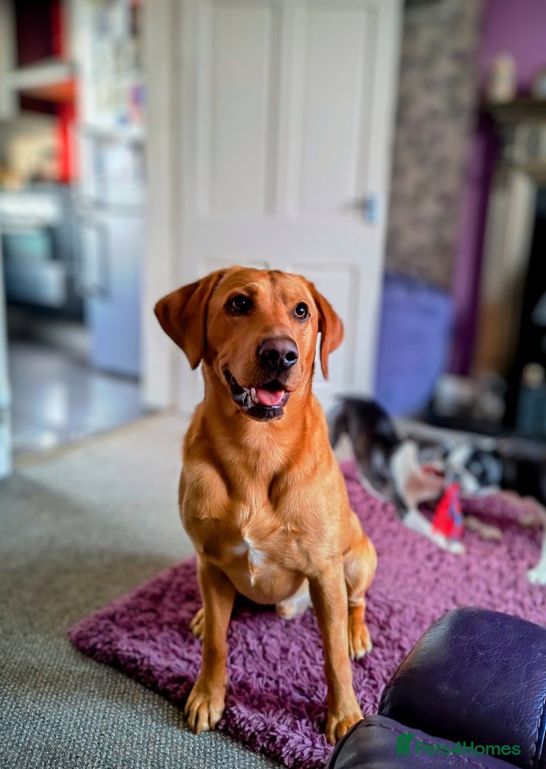 Labrador Retriever dogs for stud:  KC Registered Fox Red Labrador Retriever for stud in Doncaster - Advert 1