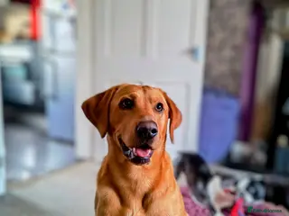 Labrador Retriever dogs KC Registered Fox Red Labrador Retriever for stud in Doncaster - Advert 3