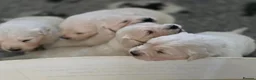 Golden Retriever dogs for sale: Palest cream puppies for sale - Advert 3