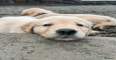 Golden Retriever dogs - Advert 2