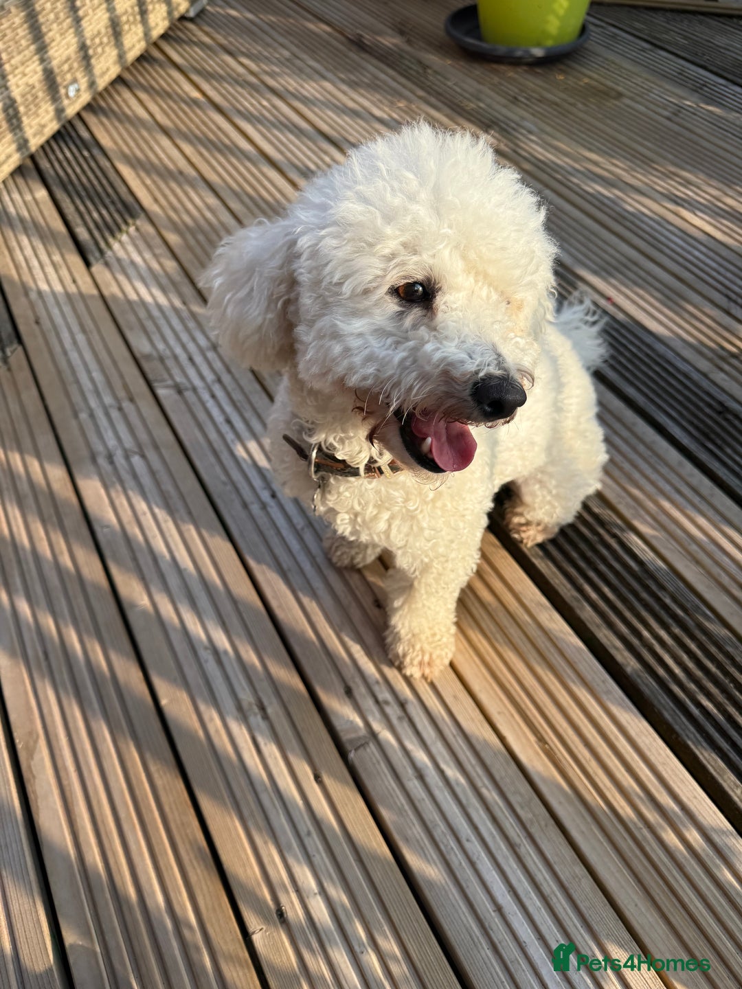 Poochon dogs for sale: Bichon frise x toy poodle (Male-Castrated) - Image 4