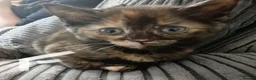 Mixed Breed cats for sale: 8wk old kittens in Dundee - Advert 4