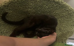 Mixed Breed cats for sale: Mollychops / molly - Image 1