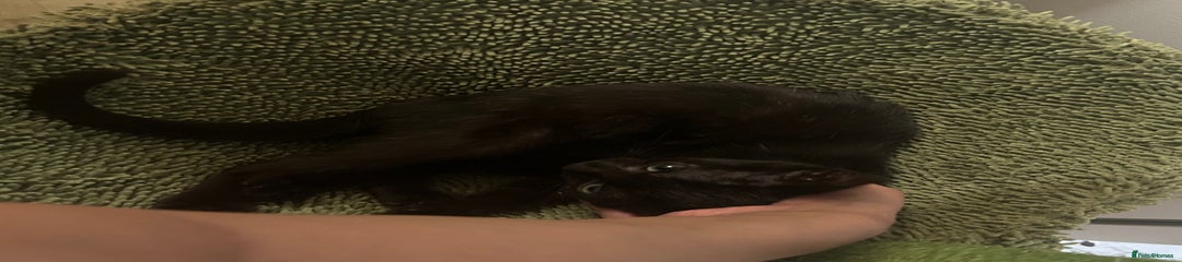 Mixed Breed Kitten 2