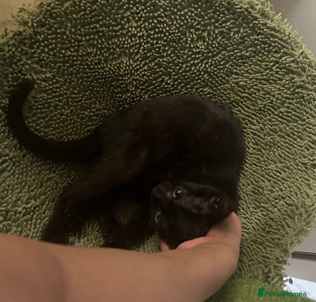 Mixed Breed cats for sale: Mollychops / molly - Image 1