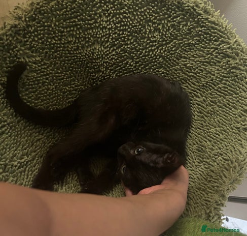 Mixed Breed cats - Advert 11