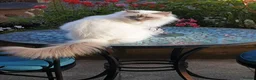 Birman cats for sale: Lilac point female speyed birman - Advert 1