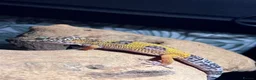 Leopard Gecko reptiles for sale: Baby leopard gecko and vivarium - Advert 1