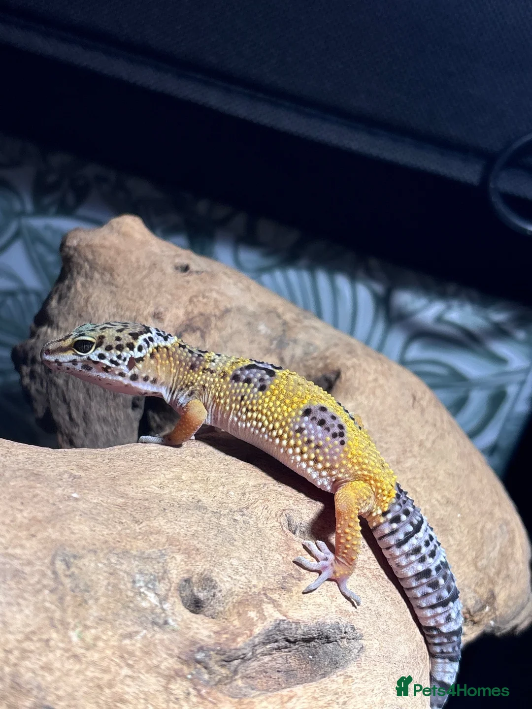 Leopard Gecko reptiles for sale: Baby leopard gecko and vivarium - Advert 1