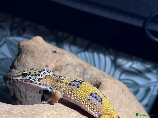 Leopard Gecko reptiles for sale: Baby leopard gecko and vivarium - Advert 5
