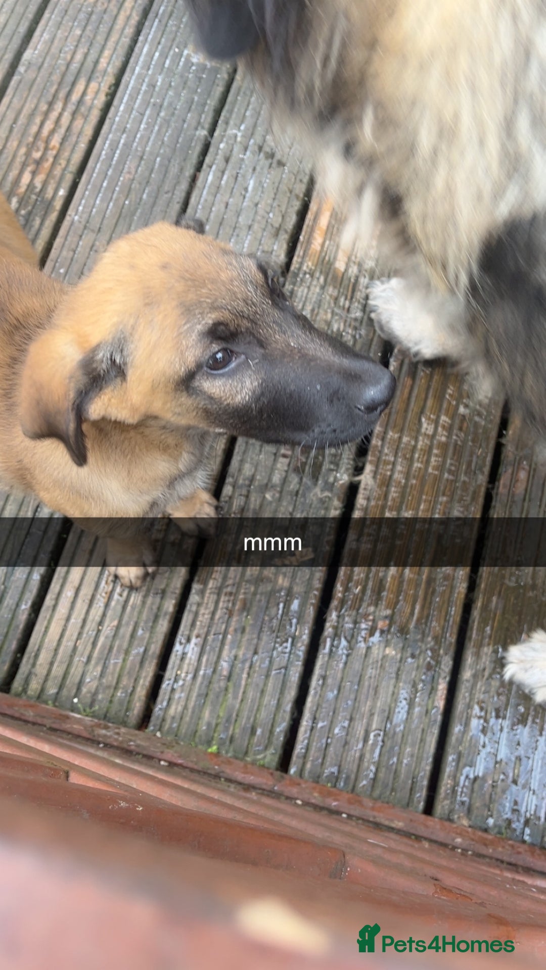 Mixed Breed dogs for sale: dogs for sale ££150-£250 - Image 4