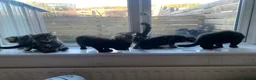 Mixed Breed cats for sale: 5 beautiful boy kittens  - Advert 11