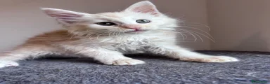 Cream Maine Coon Boy