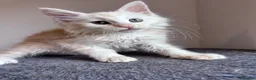 Maine Coon cats for sale: Cream Maine Coon Boy from Large TICA Blue Dad - Advert 1