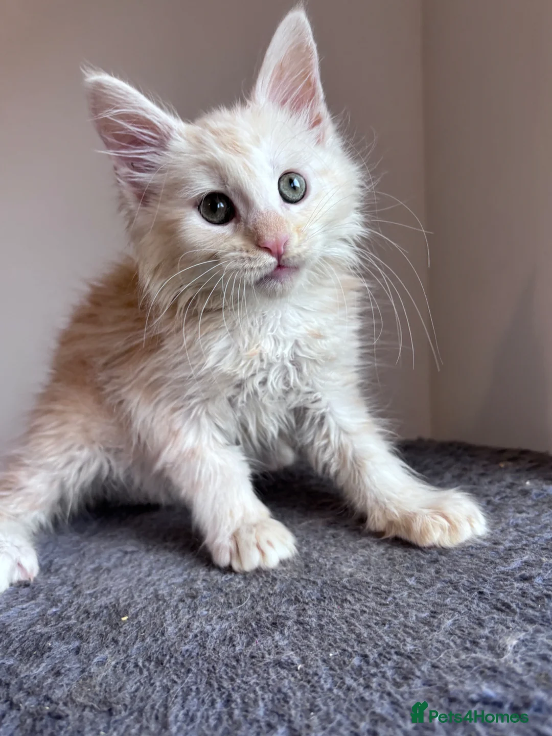 Maine Coon cats for sale: Cream Maine Coon Boy from Large TICA Blue Dad - Advert 1