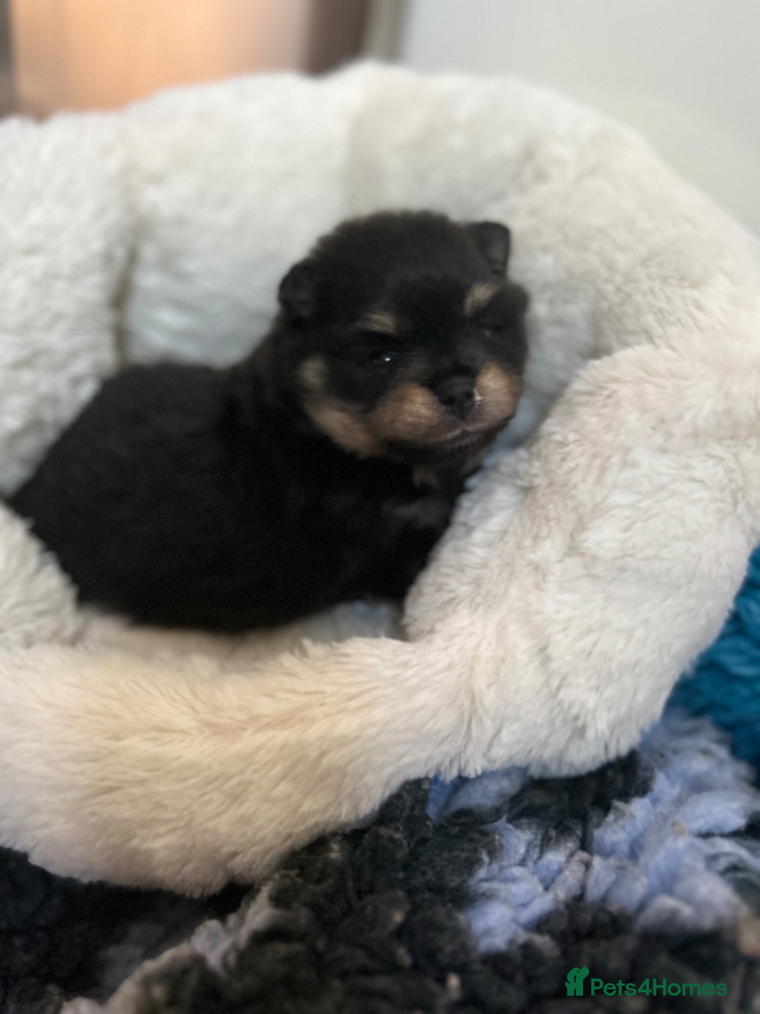 Pomeranian dogs for stud: Available for stud  - Advert 3