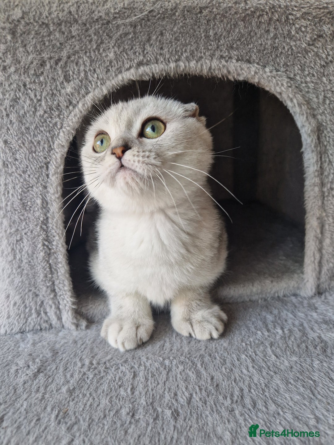 Scottish Fold cats for sale: Schotish straith and fold kittens😻 - Image 10