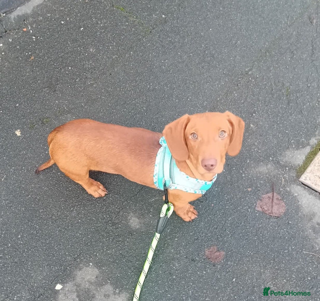 Dachshund dogs for sale: Beautiful green eyed boy - Advert 3