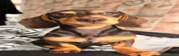 Miniature Dachshund dogs for stud: Male miniature dachshund - Advert 6