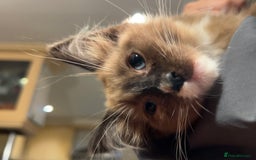 Ragdoll cats for sale: 3-Month-Old Kitten looking for new home - Image 3