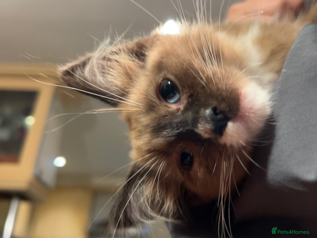 Ragdoll cats for sale: 3-Month-Old Kitten looking for new home - Image 3