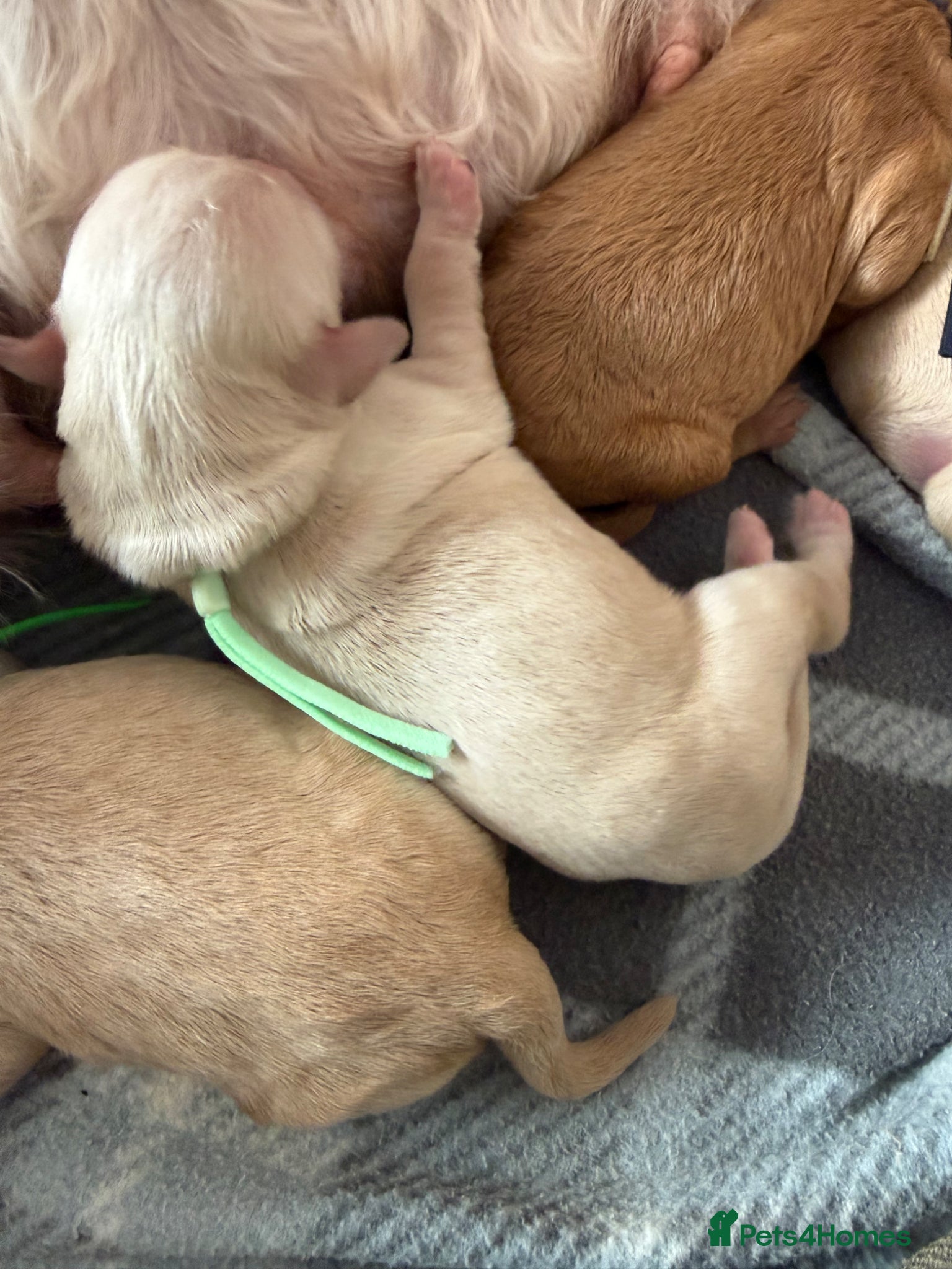 Mixed Breed dogs for sale: Multigeneration Cream/Apricot Double Doodles  - Advert 7