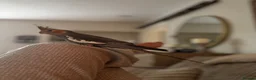 Cockatiels birds for sale: Extremely friendly Cockatiel  in Leeds - Advert 2