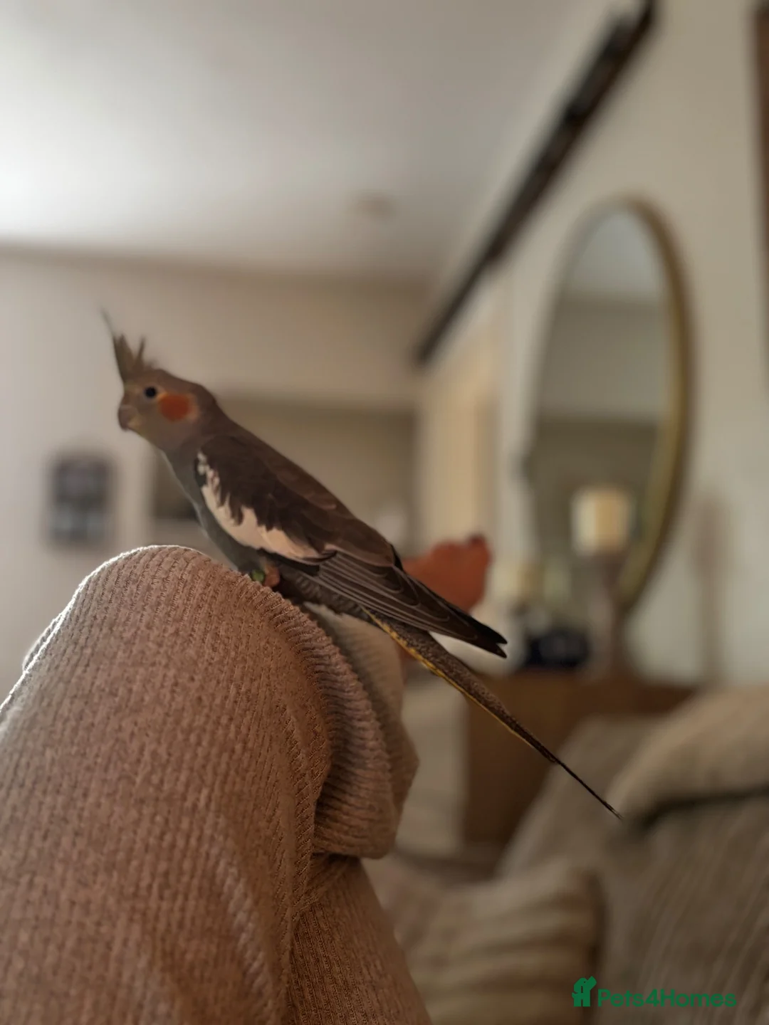 Cockatiels birds for sale: Extremely friendly Cockatiel  in Leeds - Advert 2