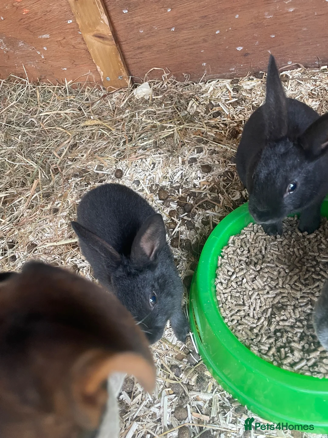 Rex rabbits for sale: Standard Rex rabbits - Advert 10