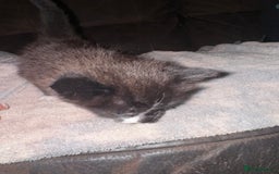 Mixed Breed cats for sale: 5 beautiful kittens mother part ragdoll - Image 15