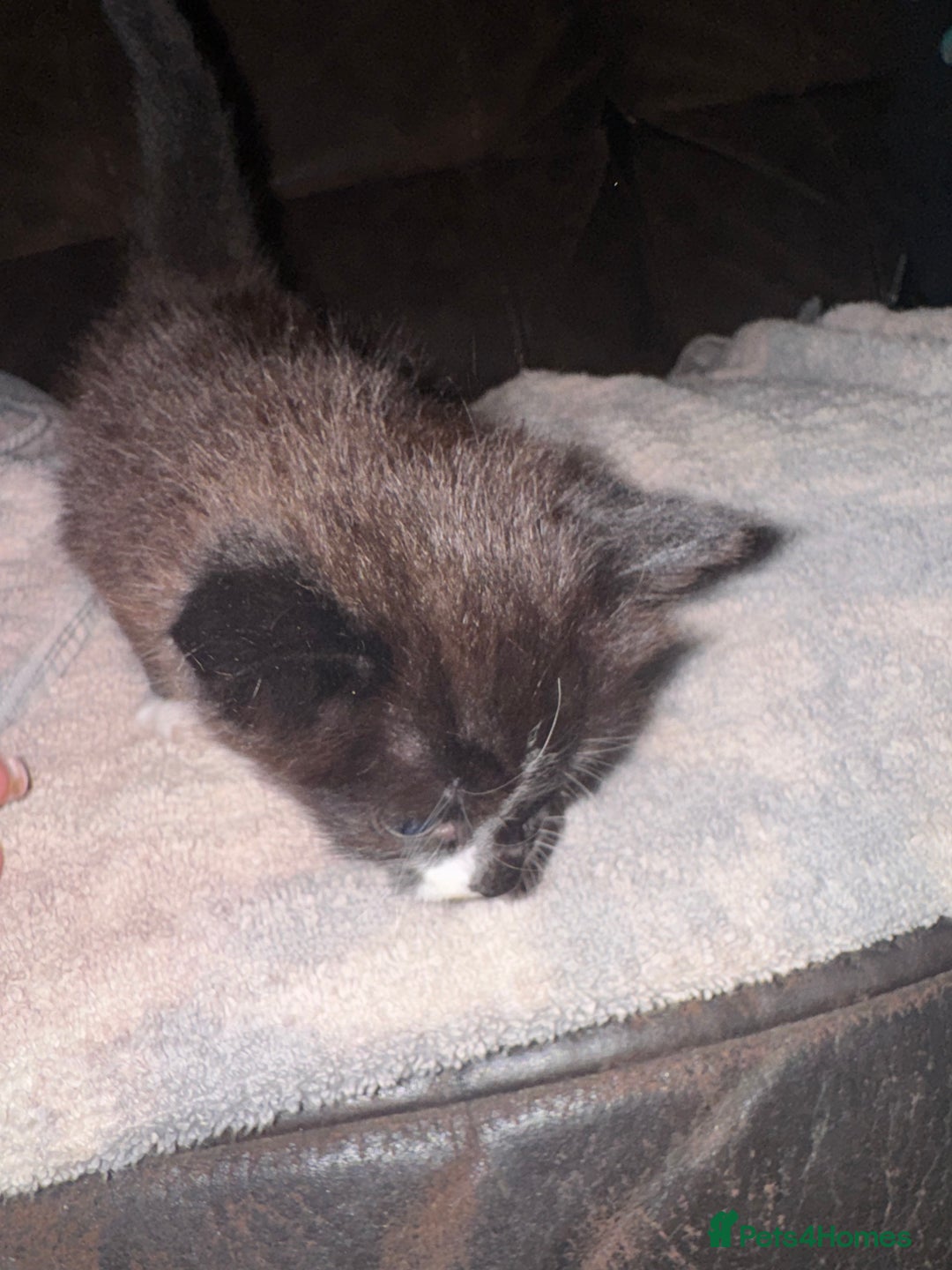 Mixed Breed cats for sale: 5 beautiful kittens mother part ragdoll - Image 15