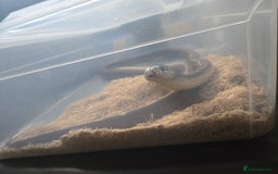 King Snake reptiles for sale: California king snake  - Image 2